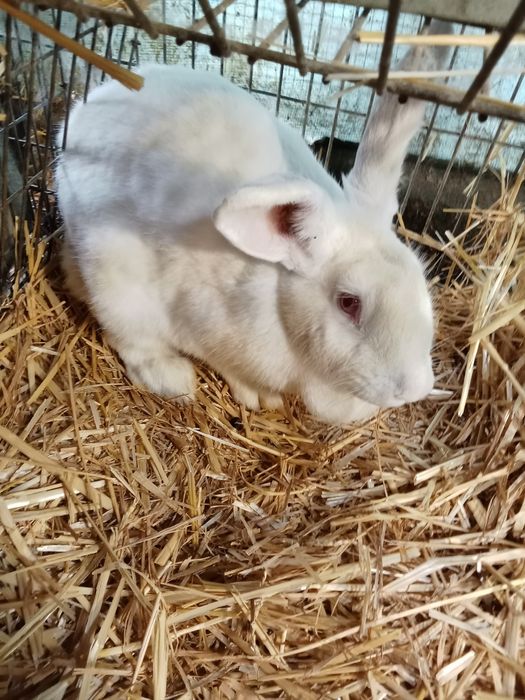 Vendo coelhos caseiros