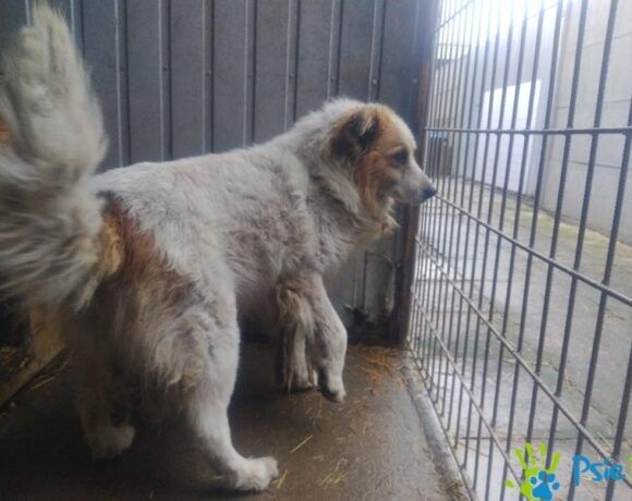 Piesek BARYTON ogląda się za domkiem!