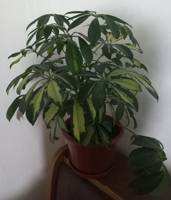 Красавица Шефлера