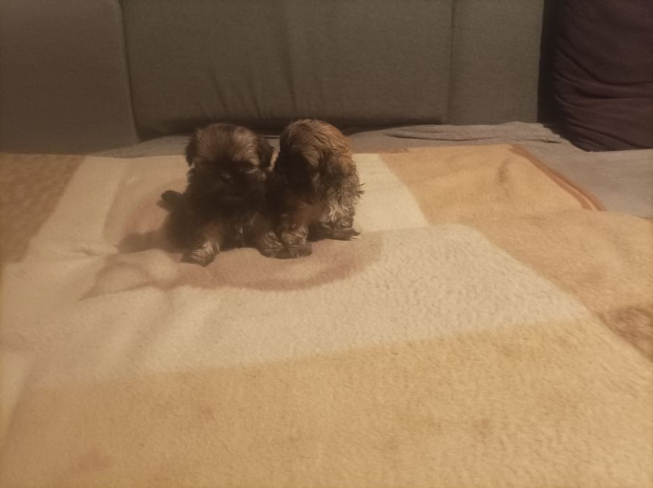 Pieski rasy Shih tzu