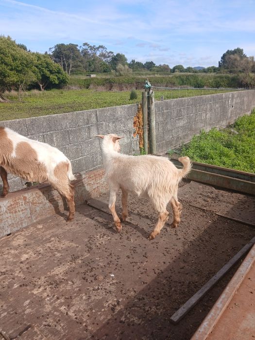 Cabrito para venda