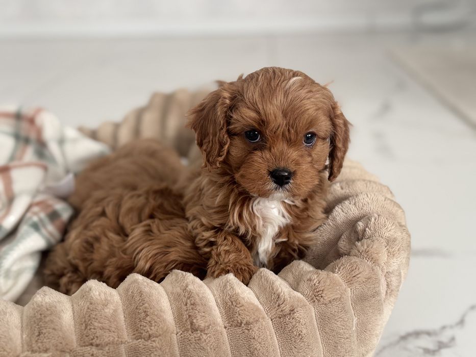 Cavapoo - piesek ;)