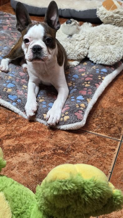 Boston Terrier z rodowodem