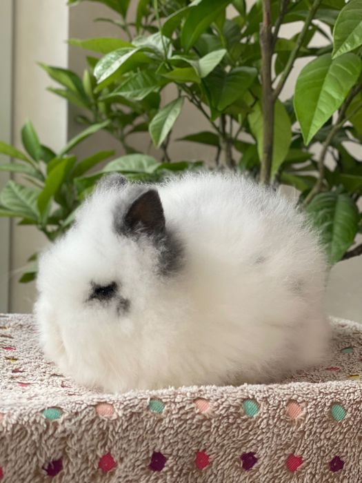 Карликова ангора. Кролик карликової ангори