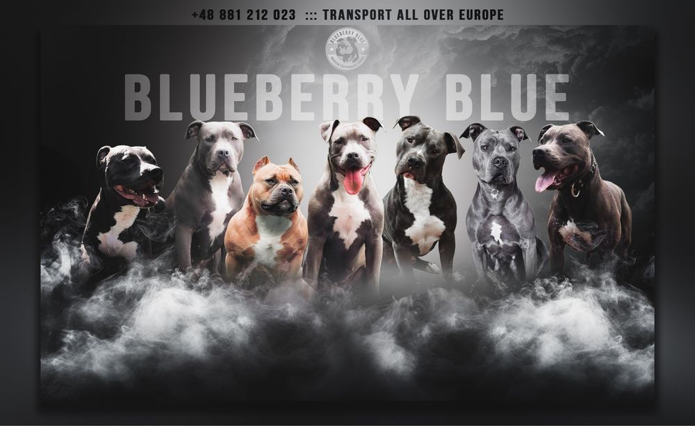 American Staffordshire Terrier BLUE-ChampionLine - ostatnie wolne rezerwacje