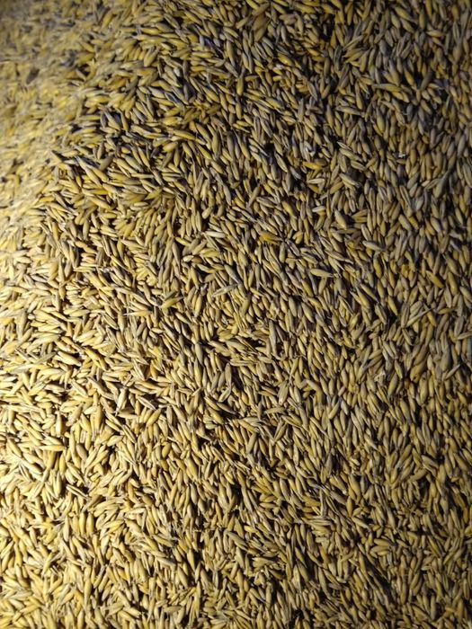 Sprzedam owies i pszenicę ozimą