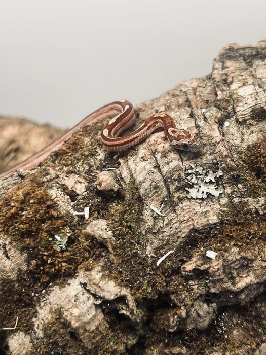 Wąż zbożowy węże zbożowe transport wyprawka