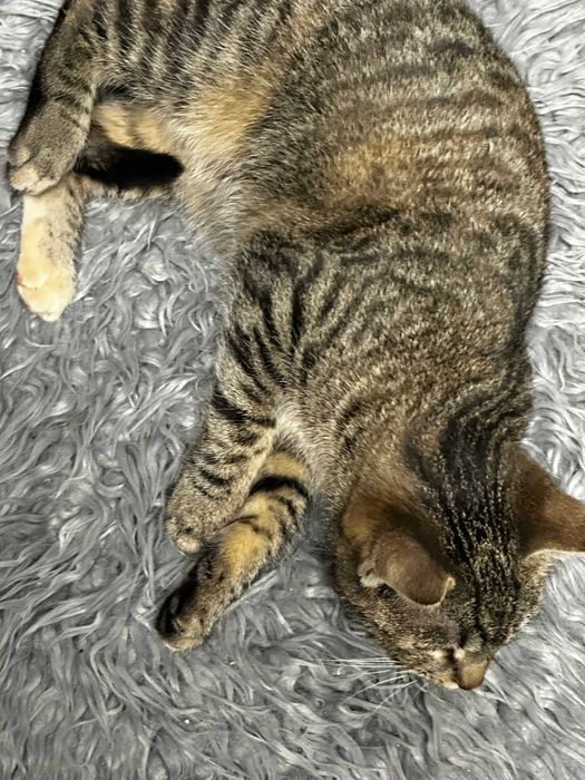 Kotka Nela szuka domu