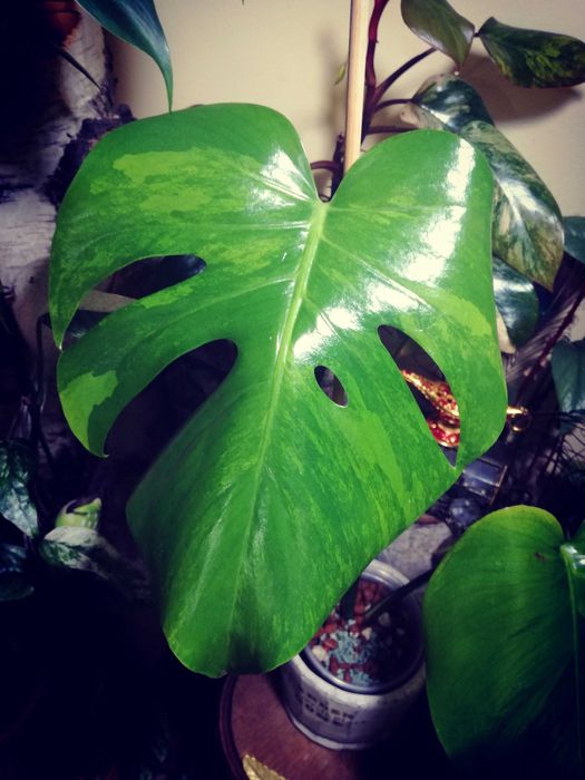 Monstera Green on Green Variegata GoG Large F philodendron filodendron