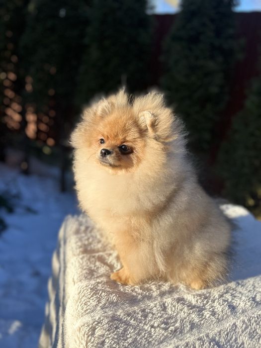Продається дівчинка  померанського шпіца