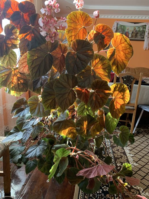 Вазон вазонок квіти БЕГОНІЯ КОРОЛІВСЬКА великий кімнатні рослини 2 м .