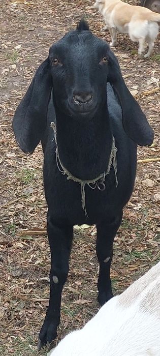 Кози Англо-Нубійські