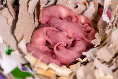 Новонароджені щури вага від 2-3 грам