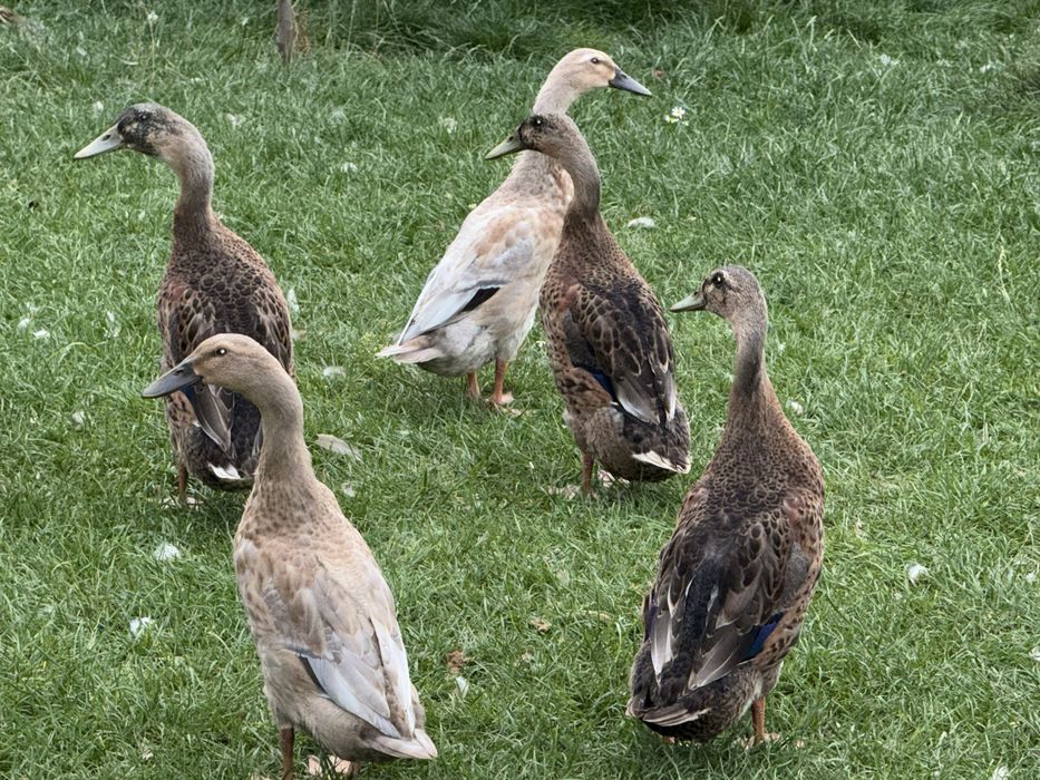 Kaczki biegusy indyjskie