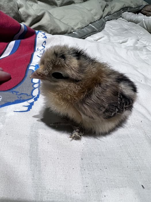 Курчата гарні добові