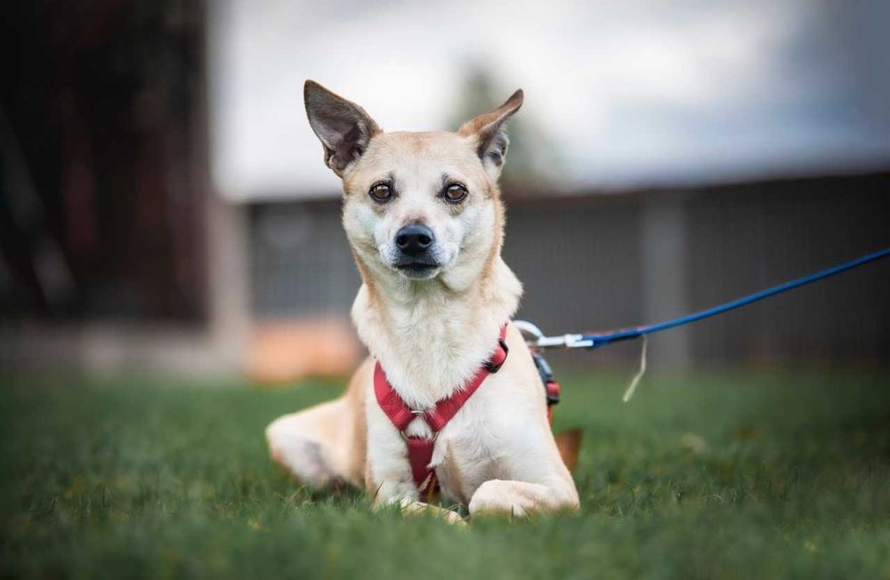 Drobniutka Nebula szuka domku