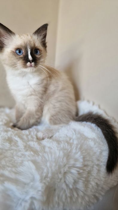 Piękna koteczka ragdoll