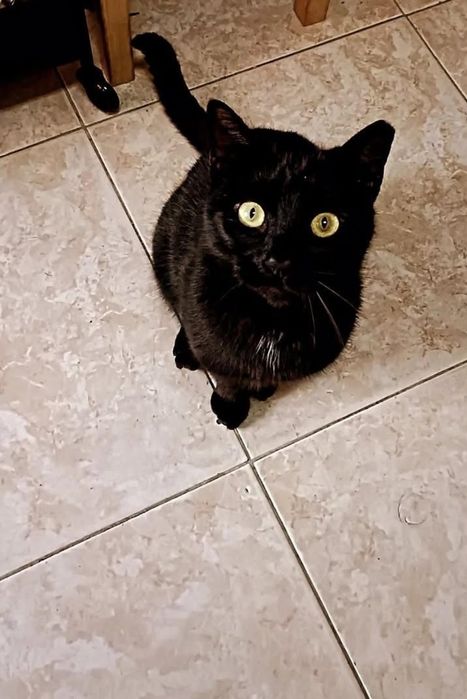 Gato 3 anos Dengo