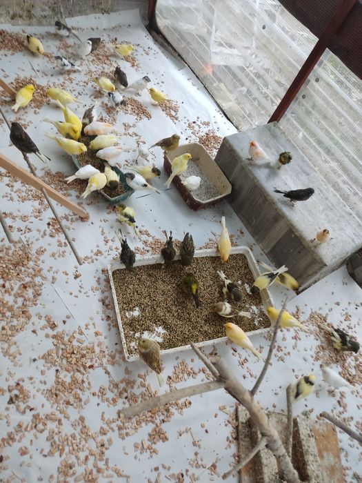 Kanarki gloster Fiorino i inne