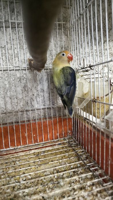 Agapórnis fischeri casal reprodutor