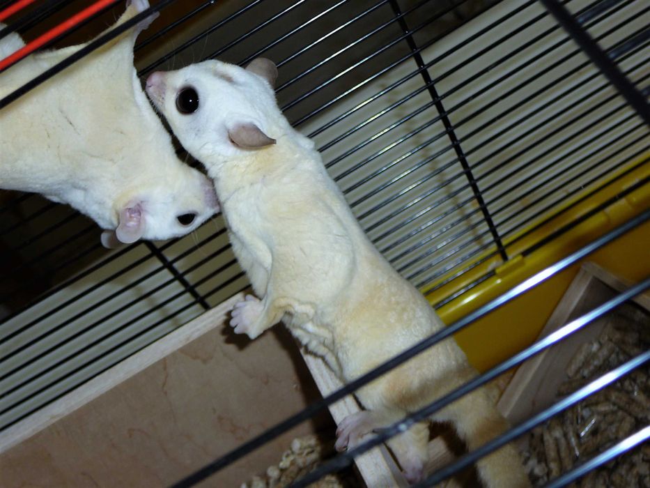 Lotopałanka karłowata Silver, Platinum, Leucistic lotopałanki parka