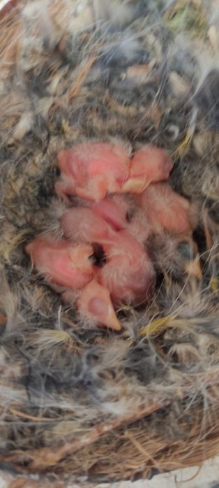 Cedência de pássaros