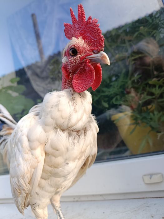 Лилипуты голошейные и обычные  инкубационное яйцо