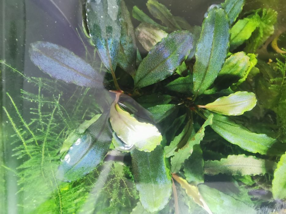 Roślina Bucephalandra