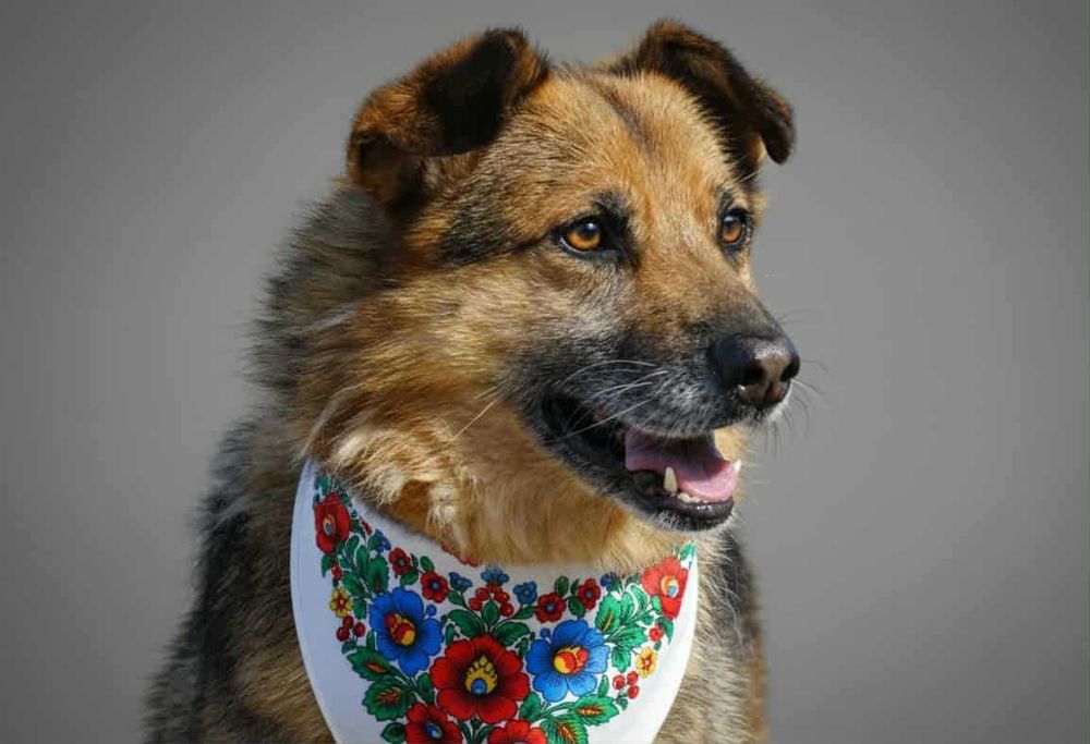 Rubik - psie złoto do pokochania od zaraz!