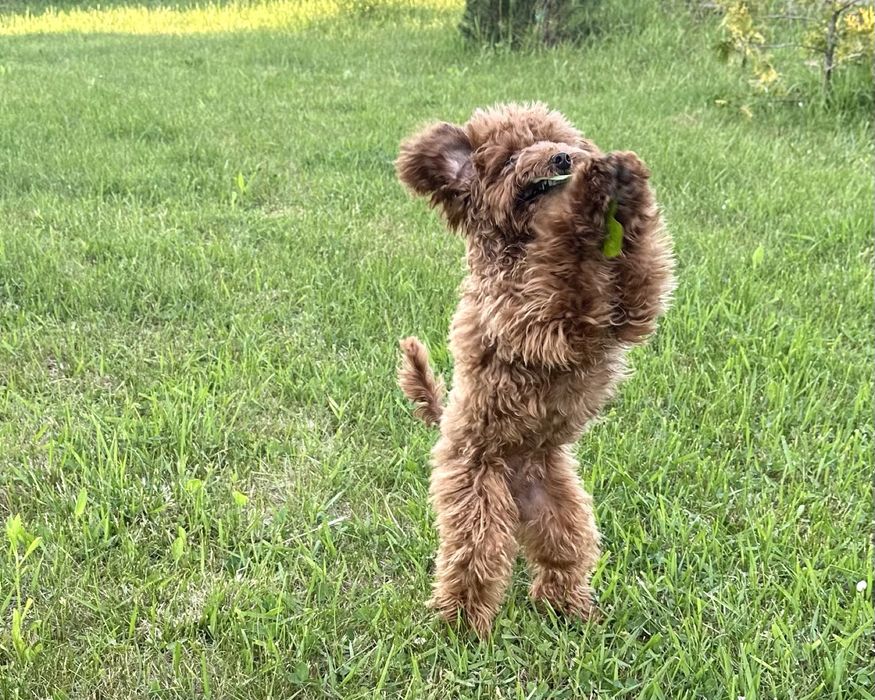 Вʼязка той-пудель