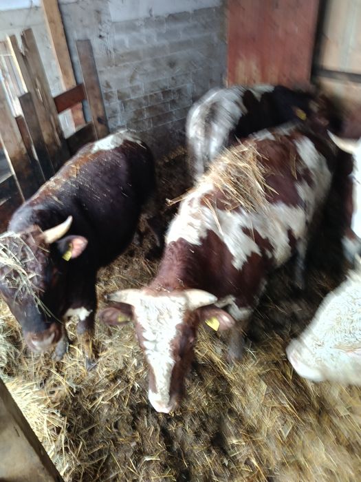 Sprzedam 6 byków do dalszej chowy