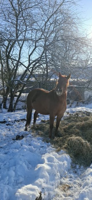 Sprzedam klacz 4 lata