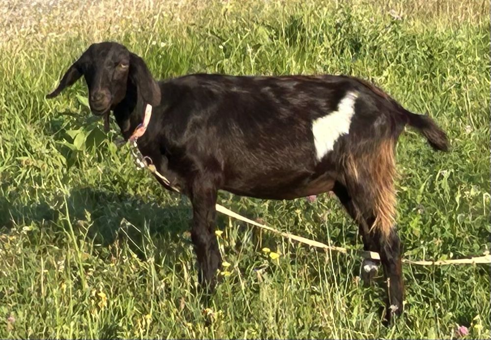 Процентні нубійські козенята