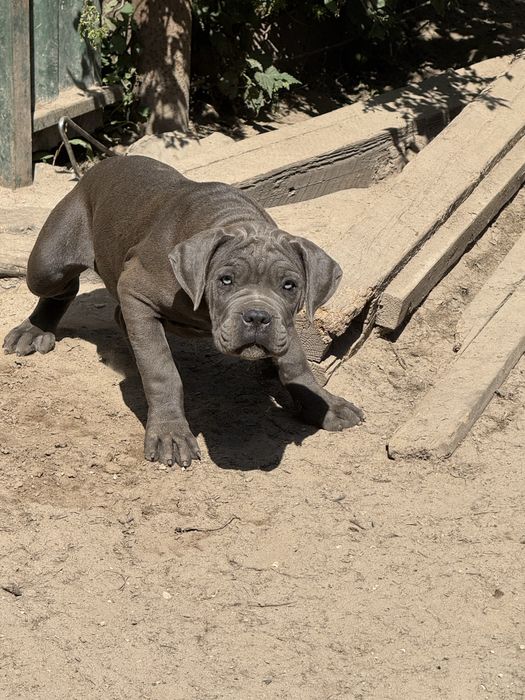 Кане корсо цуценята