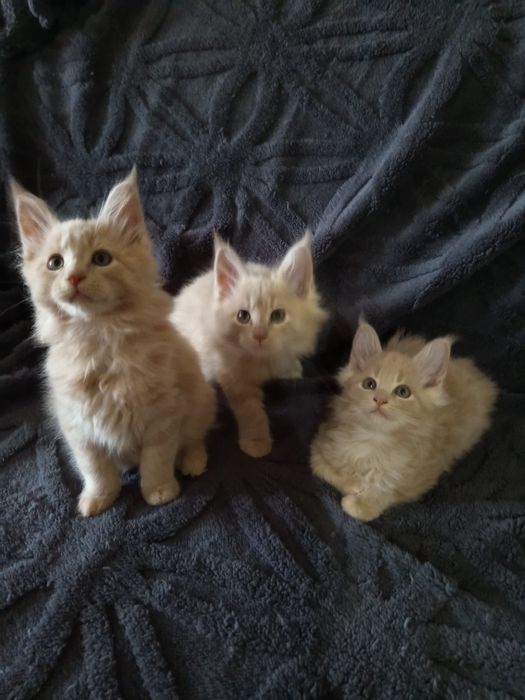 Подарунок на 14 лютого