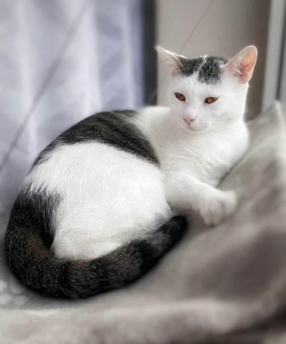 Żywa przytulanka szuka dobrego domu :)