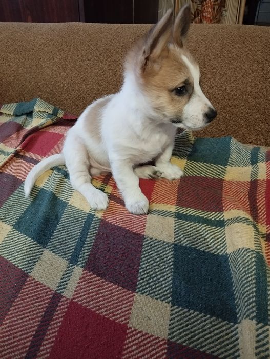 Віддам гарненького собачка