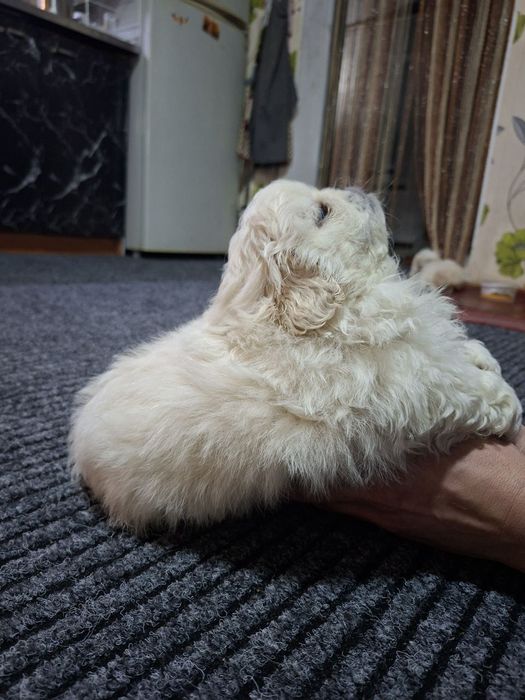 Шустрі хлопчики пекінеси.