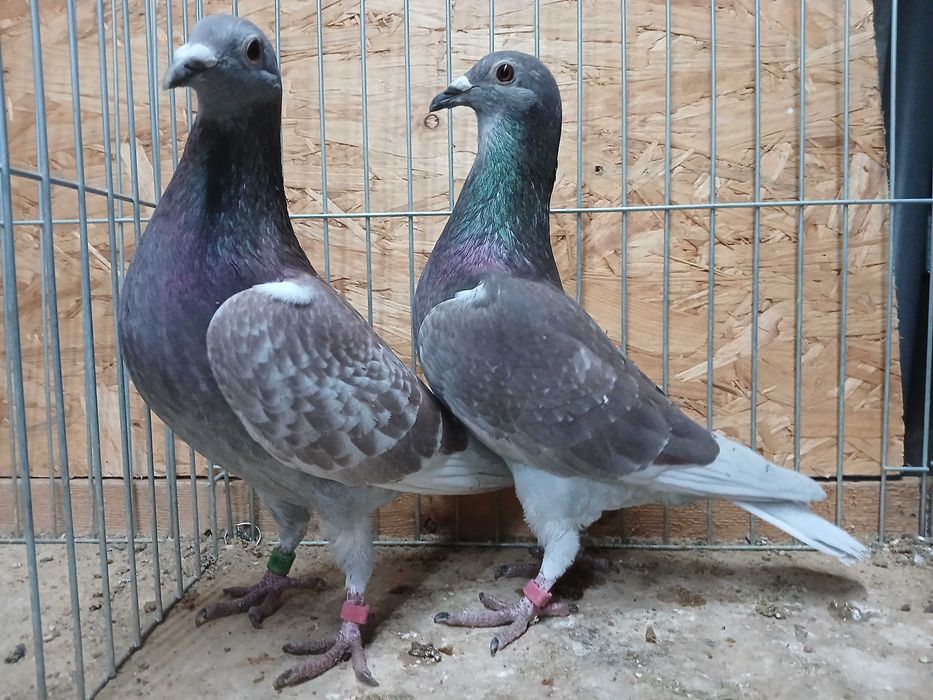 młode późniejsze gołębie pocztowe