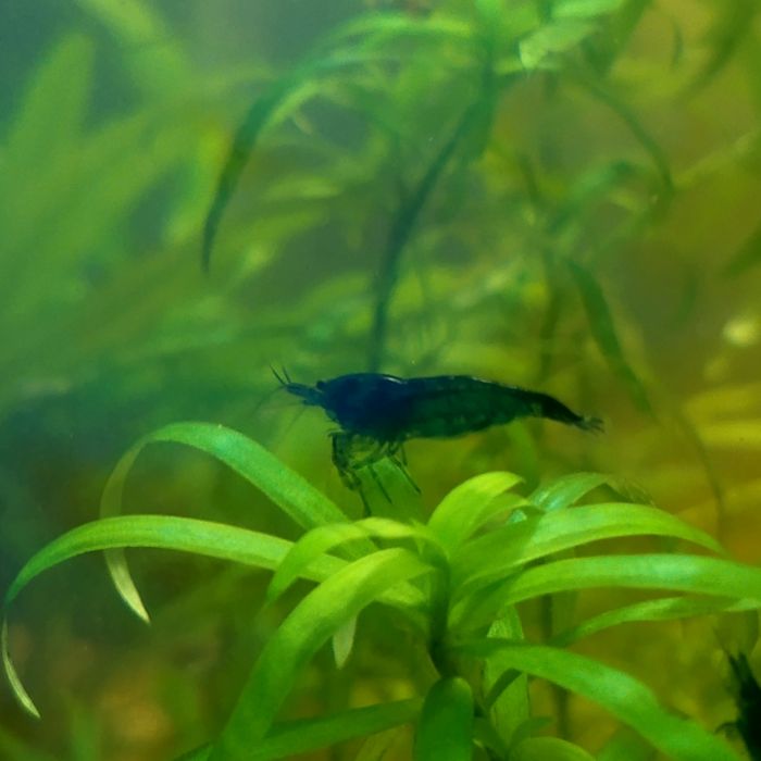 Krewetki Blue Velvet – Intensywny błękit/granat