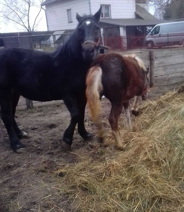 Kobyłę źrebną i ze źrebakiem sprzedam.