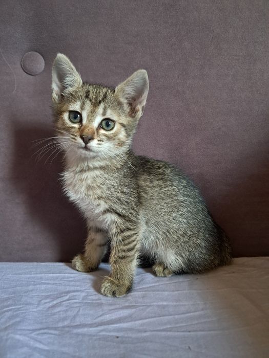 котята (все девочки)