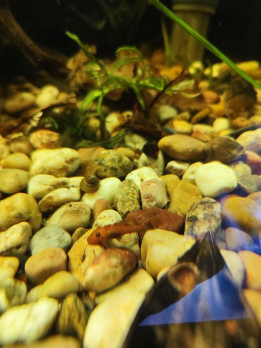 Ancintrus super red