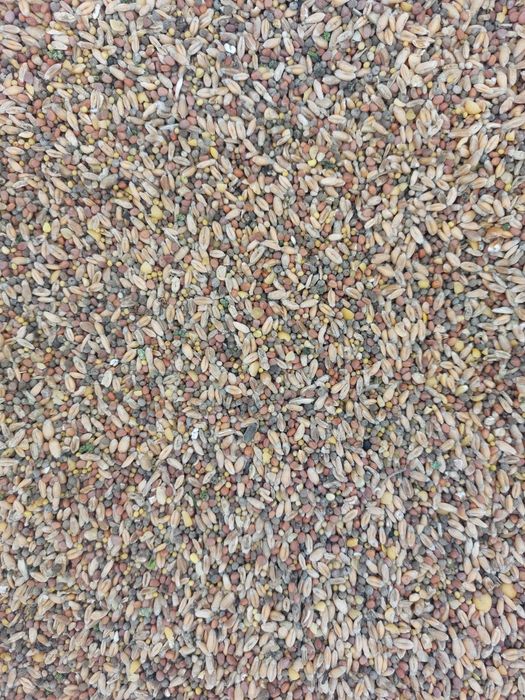 Gorczyca , rzodkiew oleista , pszenica