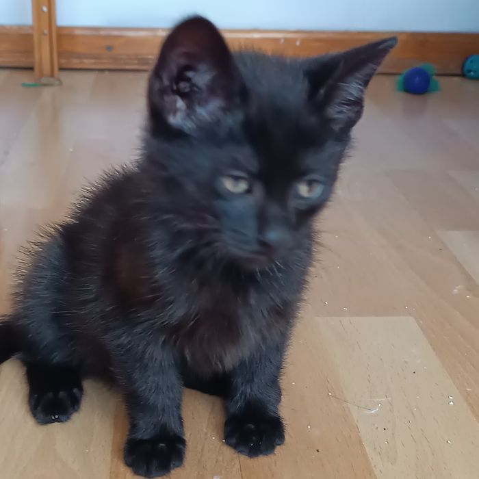 Bójka Bajek i Brawurka kocie rodzeństwo do adopcji
