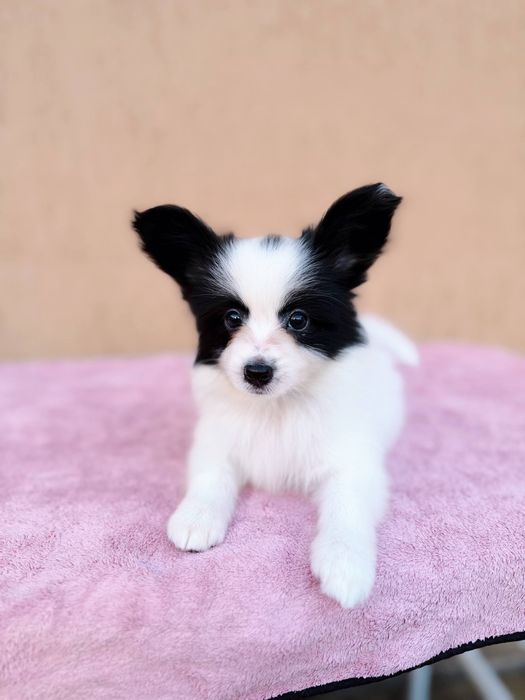Гарний хлопчик папільона