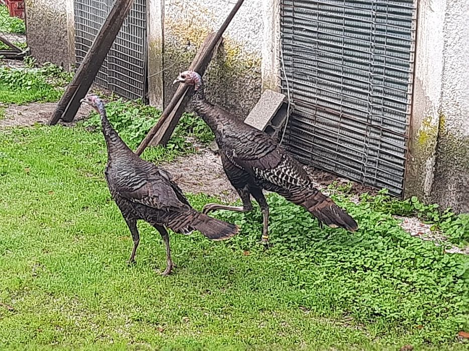 Perus selvagens americanos adultos e jovens