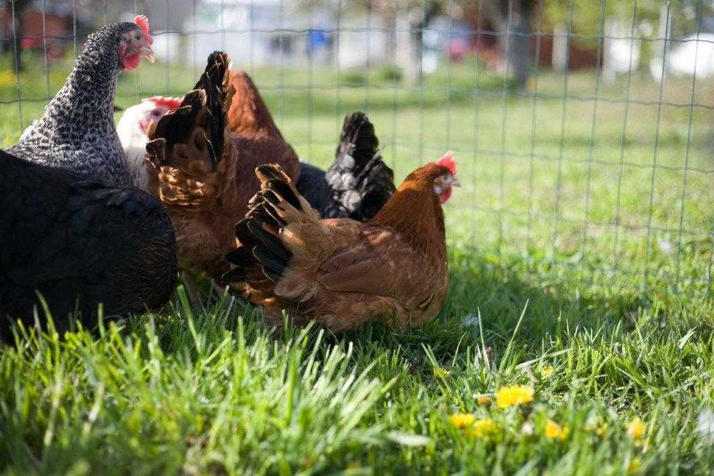 Kurki kokoszki nioski Rosa kolorowa na wybieg  transport na miejsce