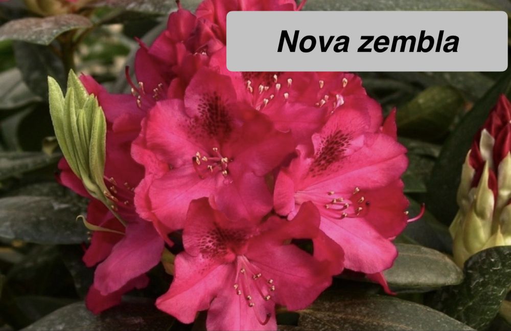 Рододендрон Азалія 11 сортів