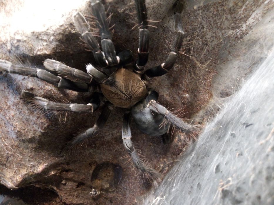 Cyriopagopus hati hati / Samica 6DC